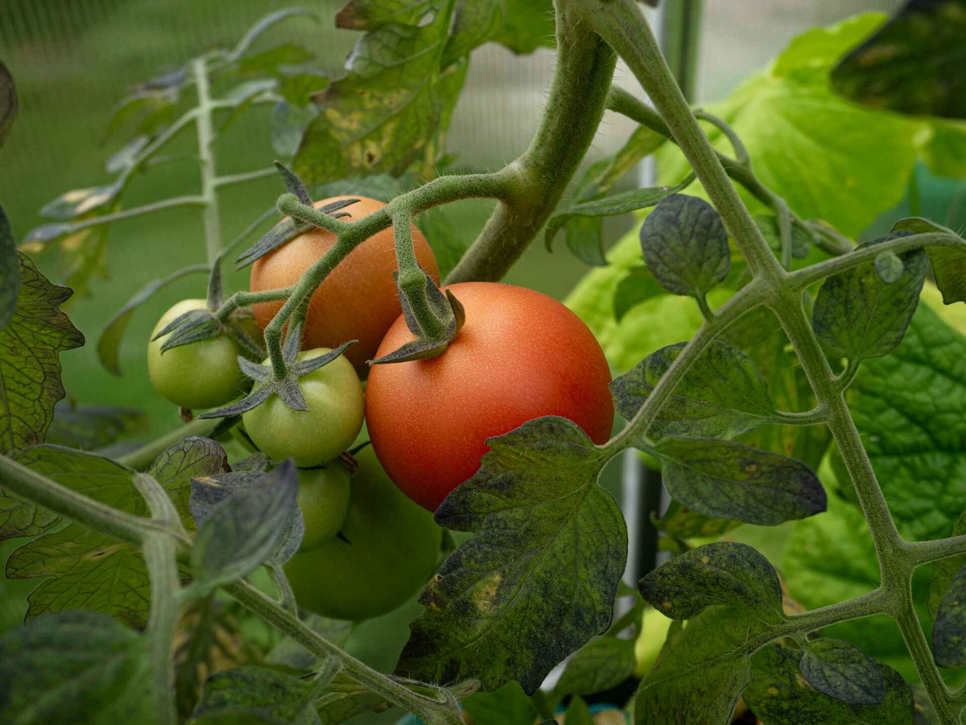 30 Fruits and Vegetables You Can Grow in 30 Days