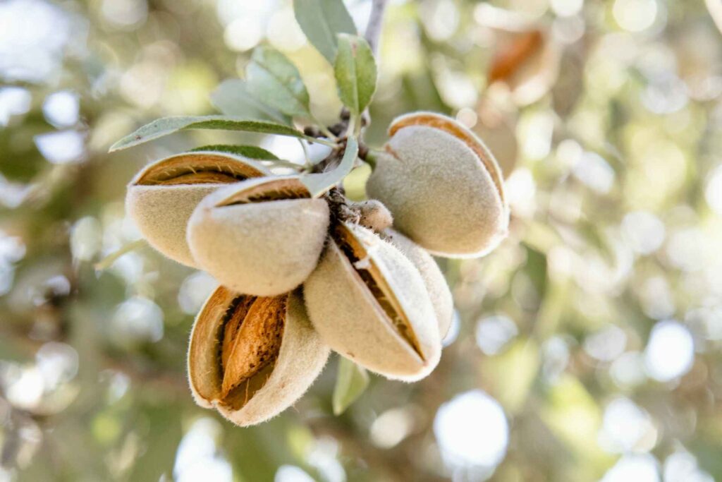 Drought Tolerant Fruit Trees Almond