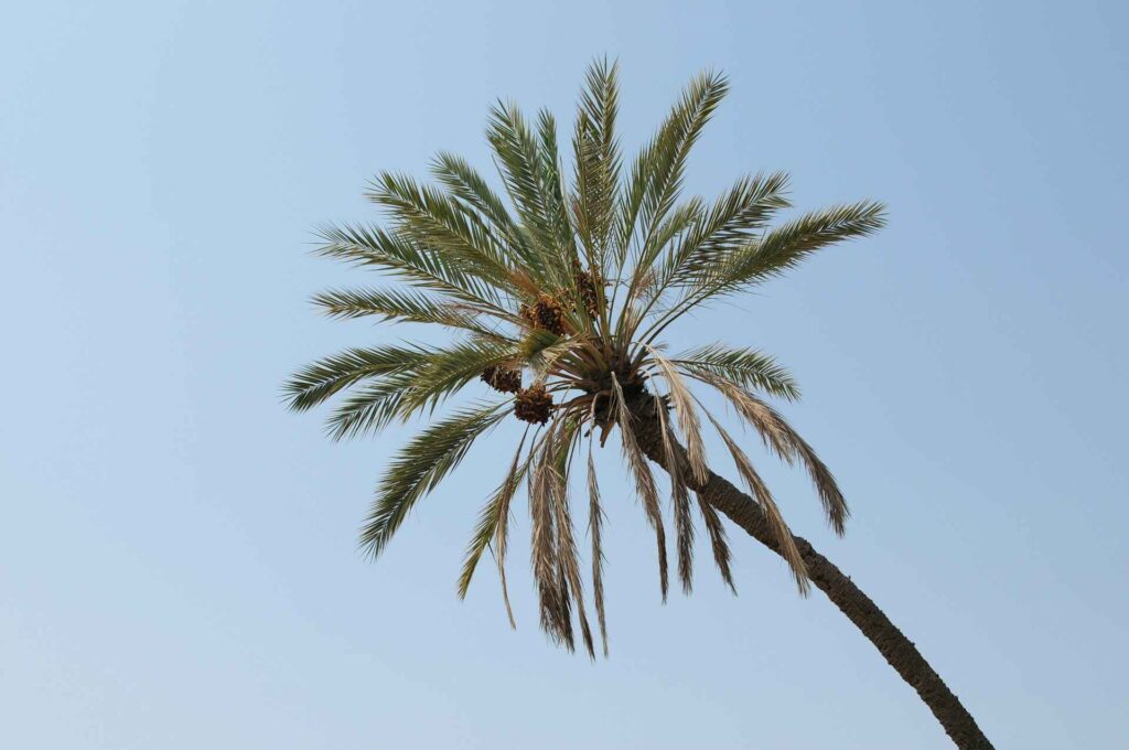 Trees Date Palm