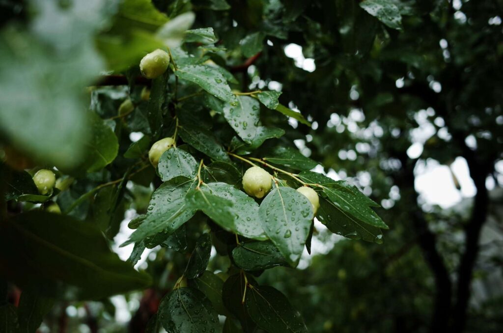 Drought Tolerant Fruit Trees Jujube