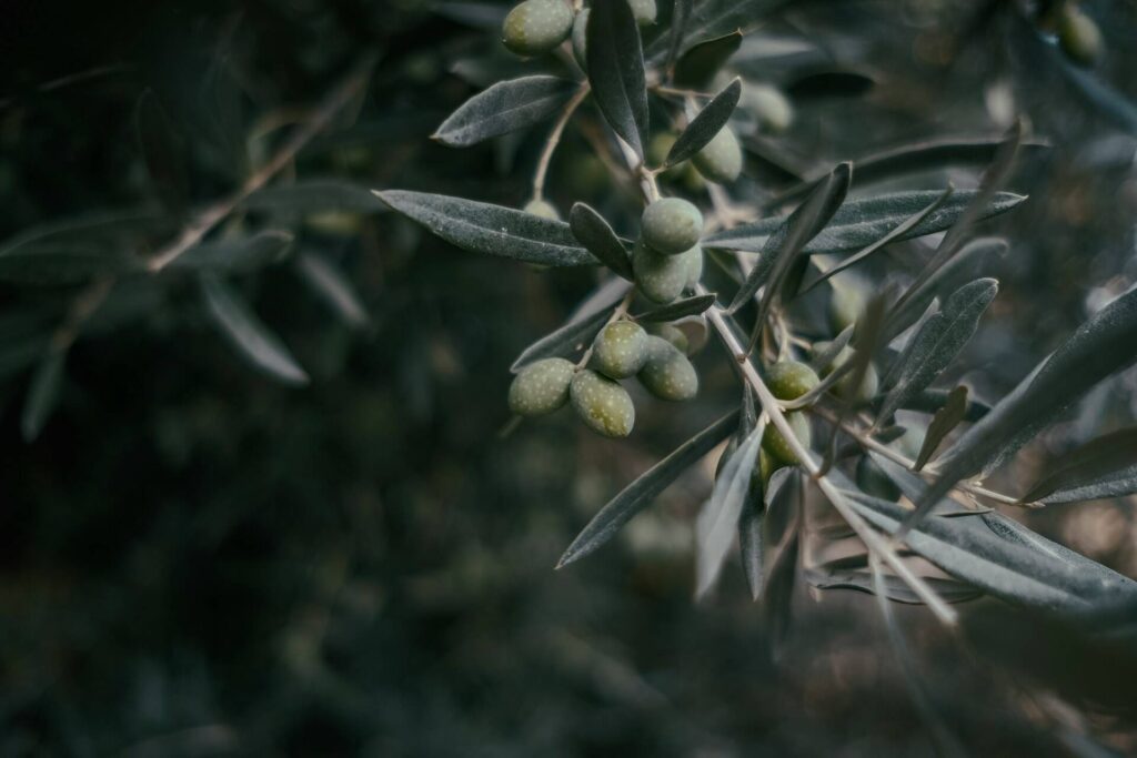 Drought Tolerant Fruit Trees Olive