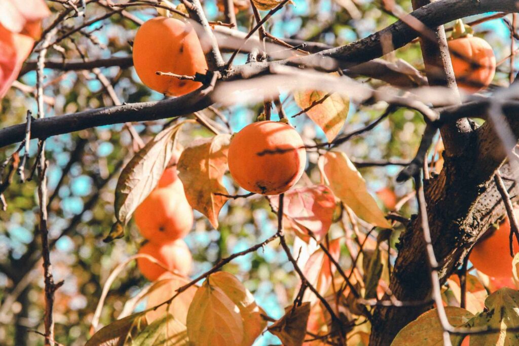 Persimmon