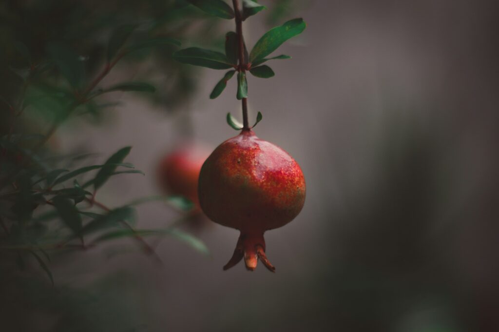 Drought Tolerant Fruit Trees Pomegranate