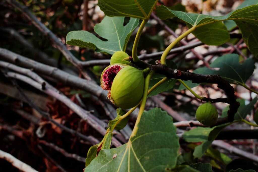 Drought Tolerant Fruit Trees fig