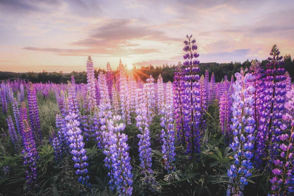 Florida Villages Deep Purple Leaf Plants No Flowers Full Sun