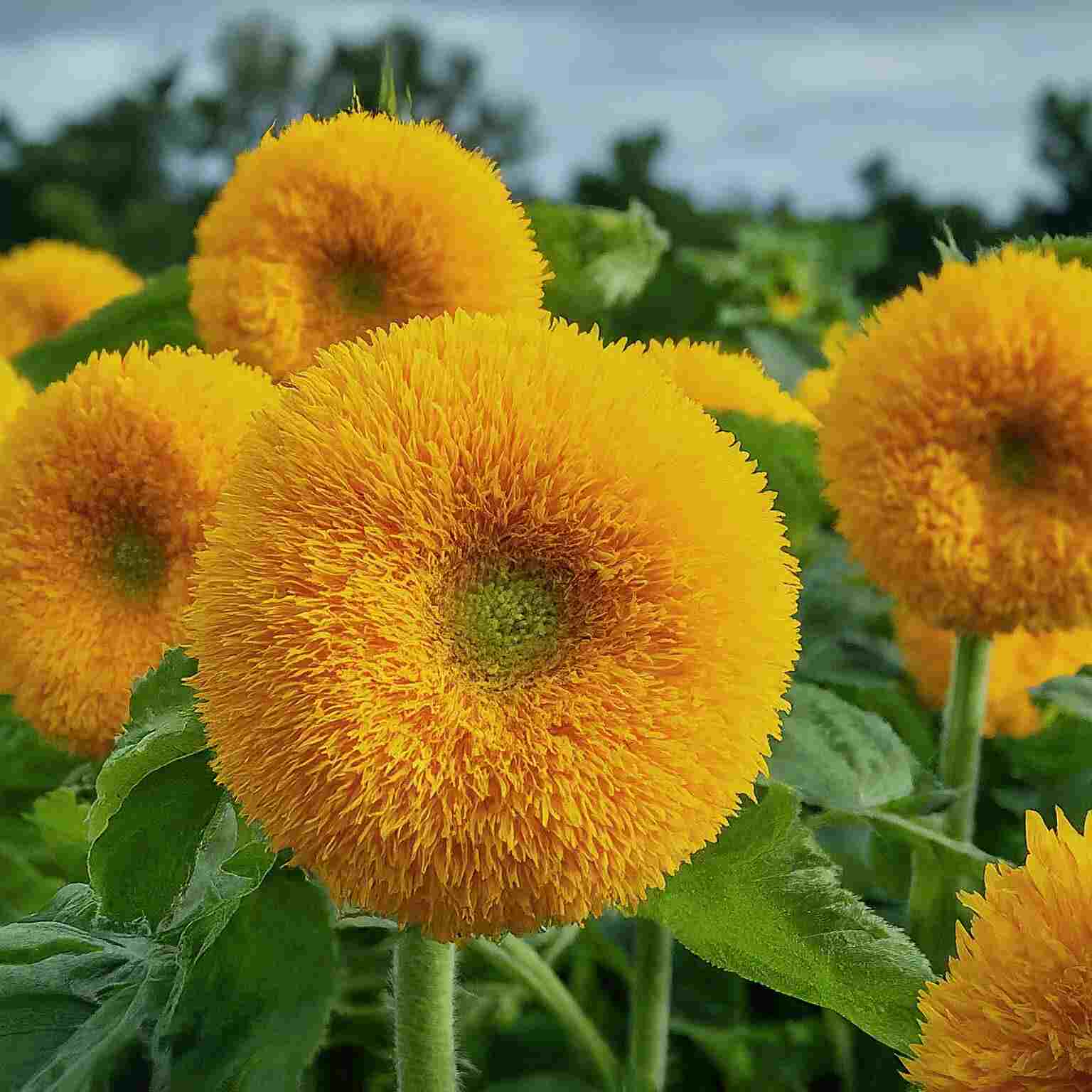 teddy bear sunflower plants