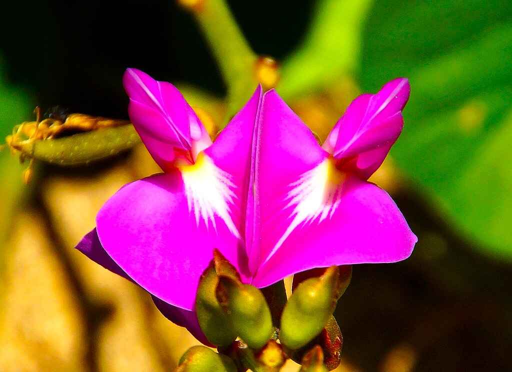 Hyacinth Bean flower