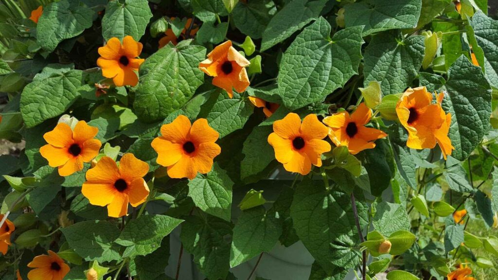 Black Eyed Susan Vine flower