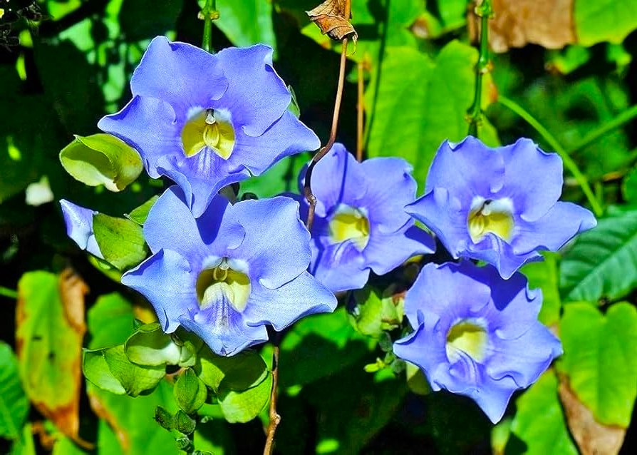 Blue Sky Vine flower