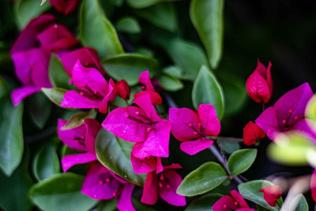 Bougainvillea