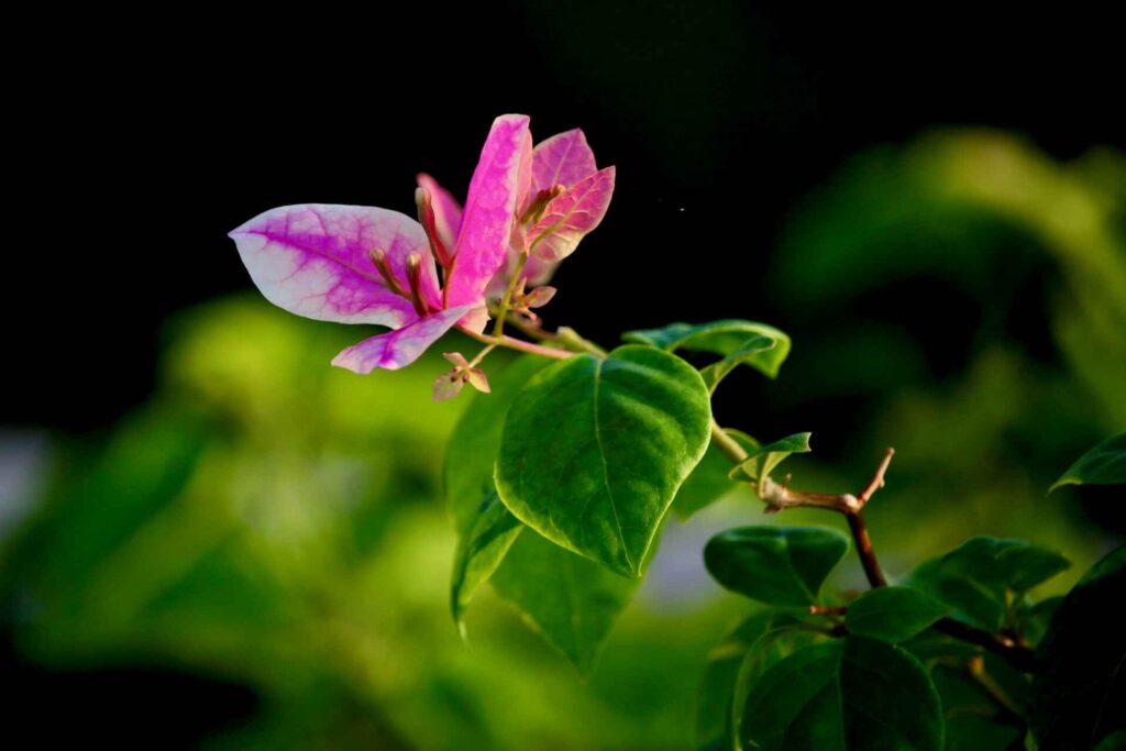 bougainvillea flowers