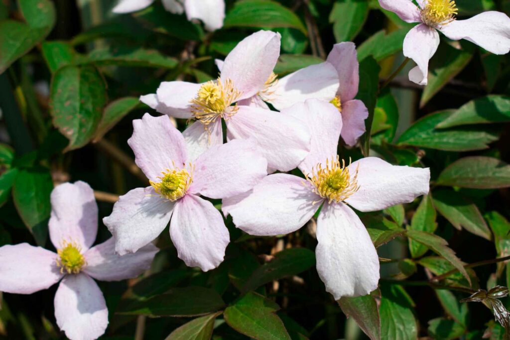 Clematis