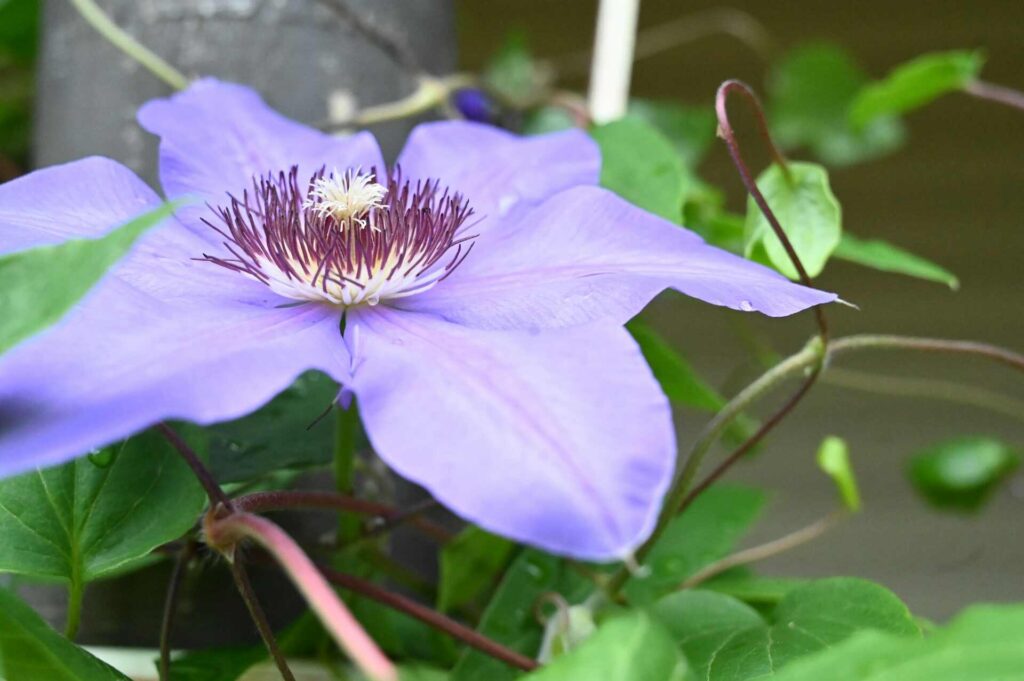 Clematis flower