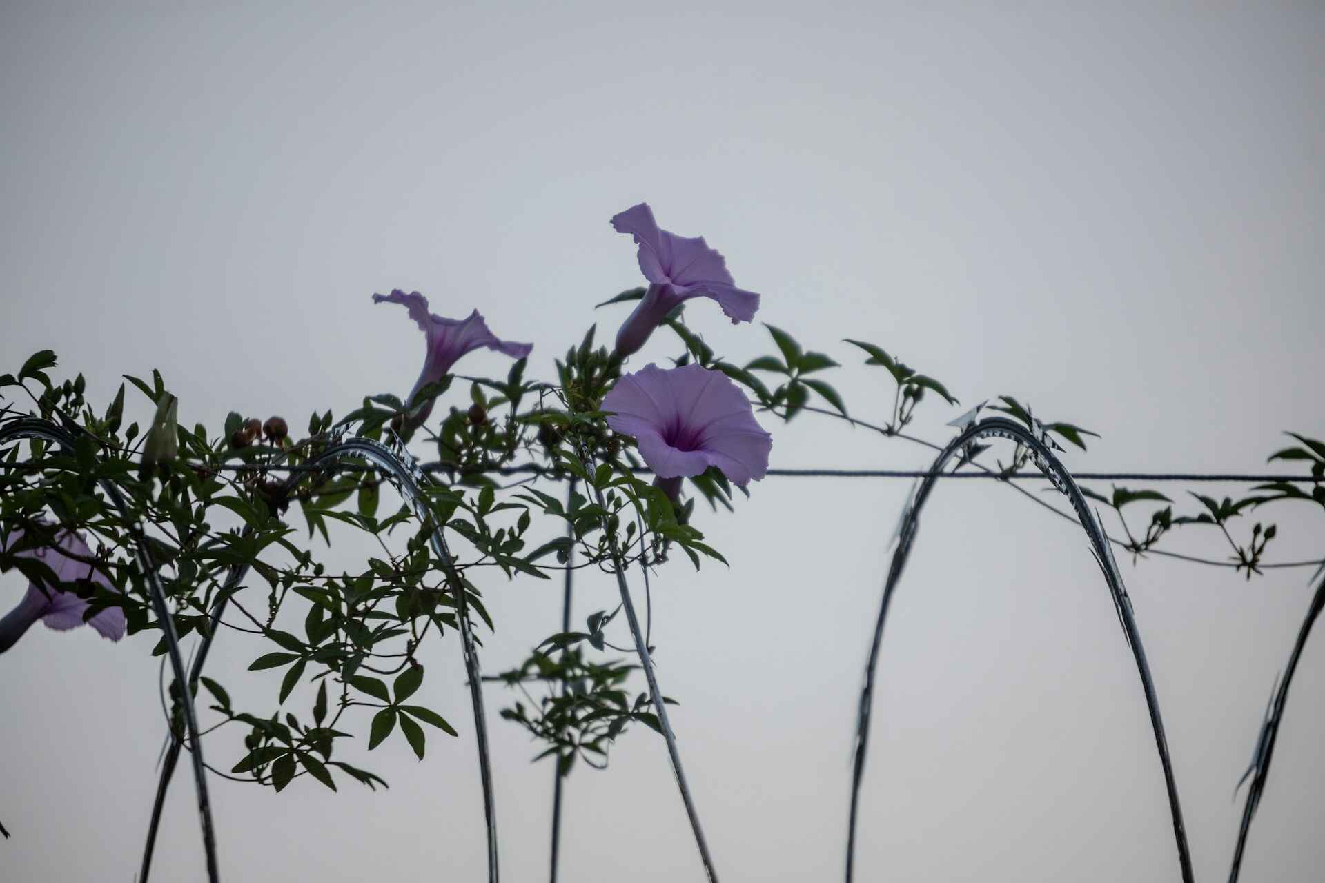 Climbing Plants New Mexico