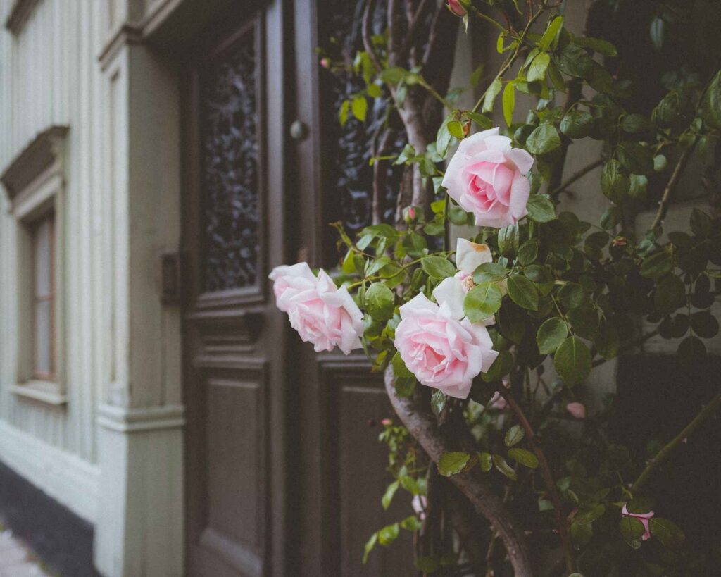 Climbing Roses