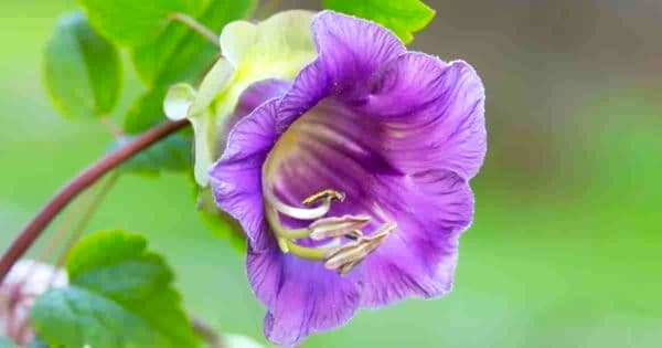 Cup and Saucer Vine flower