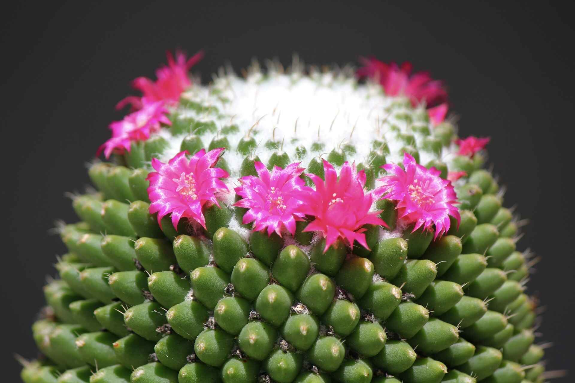 Flowering Cactus