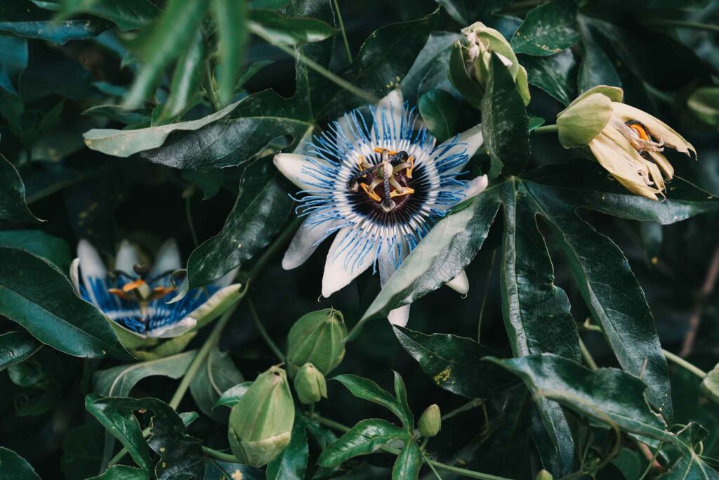 Passionflower