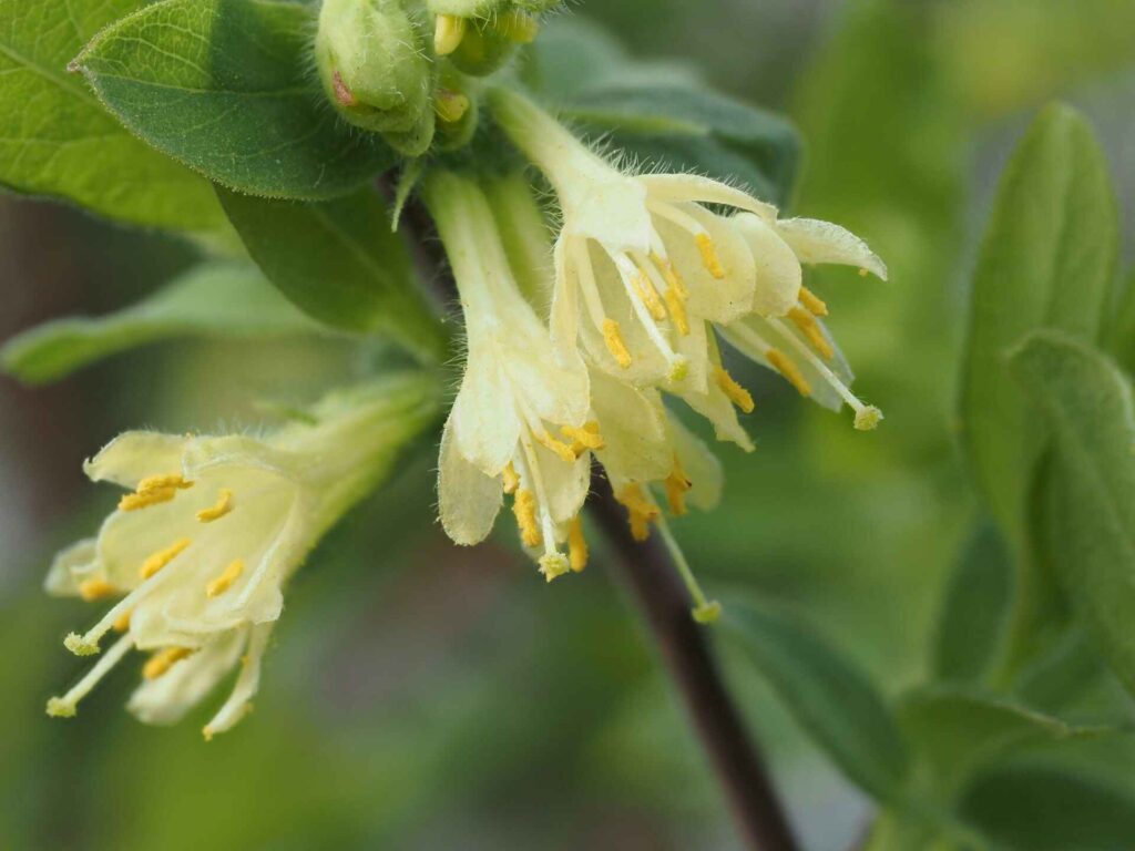 Honeysuckle