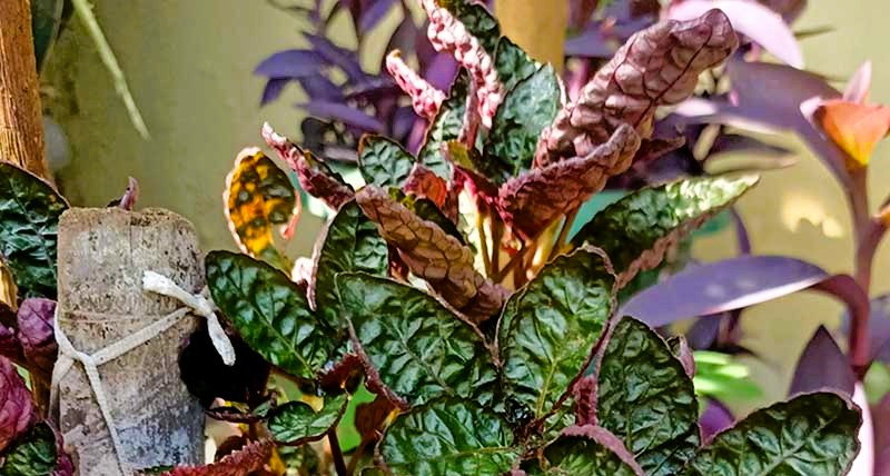 Essential Care Tips for a Thriving Waffle Plant