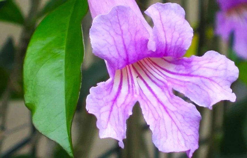 Lavender Trumpet Vine flower