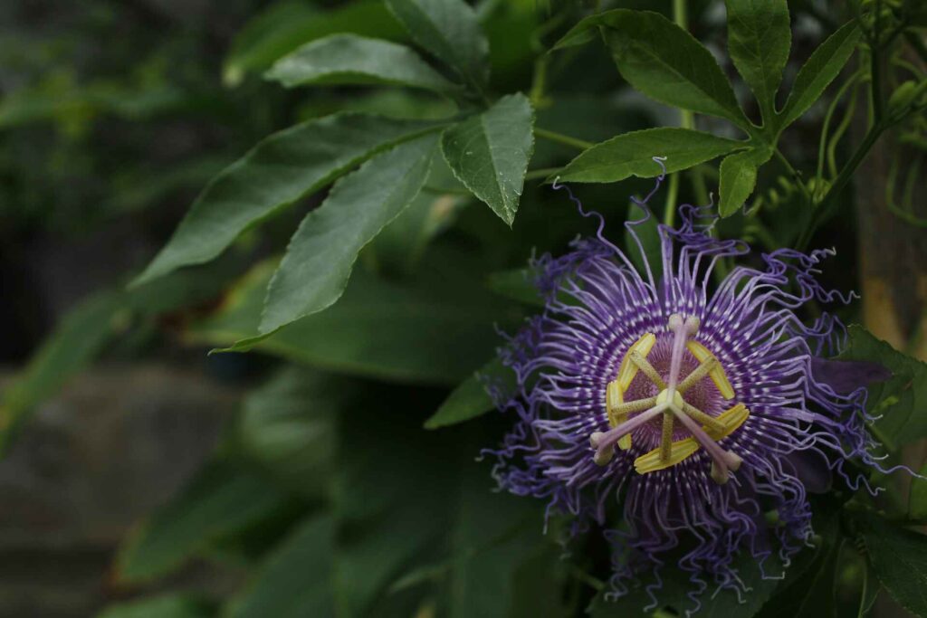 Passionflower