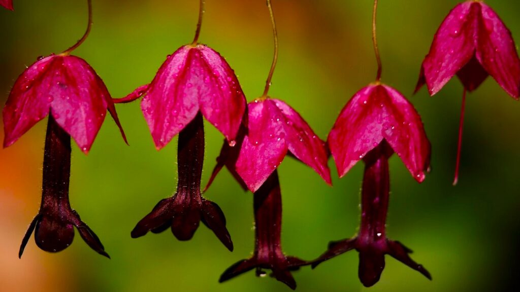 Purple Bell Vine flower