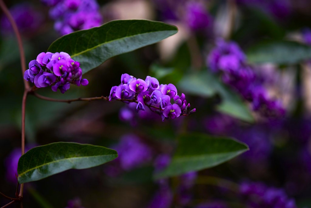 Purple Coral Pea flower