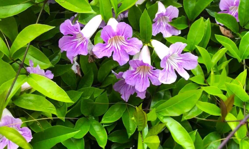 Purple Trumpet Vine