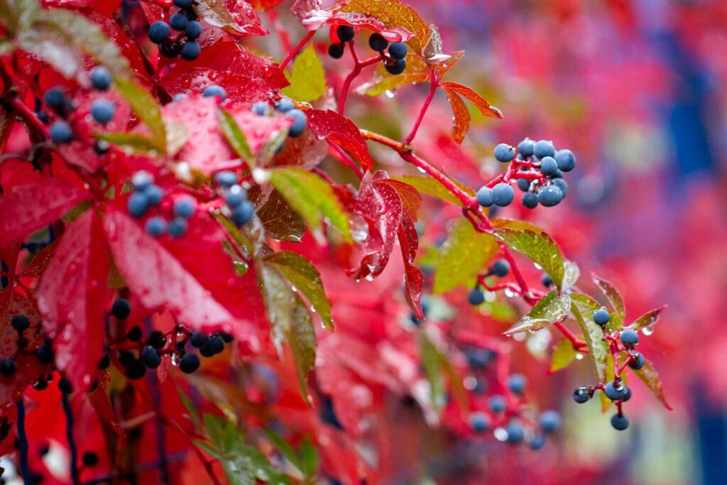 Virginia Creeper