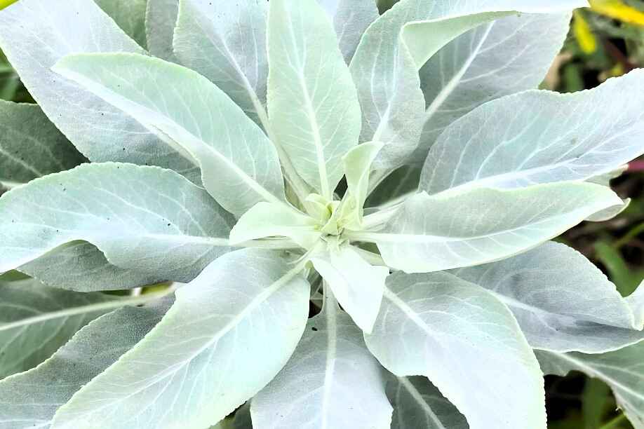 Where Can I Grow White Sage in Florida