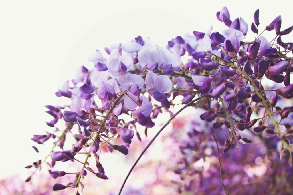 Wisteria