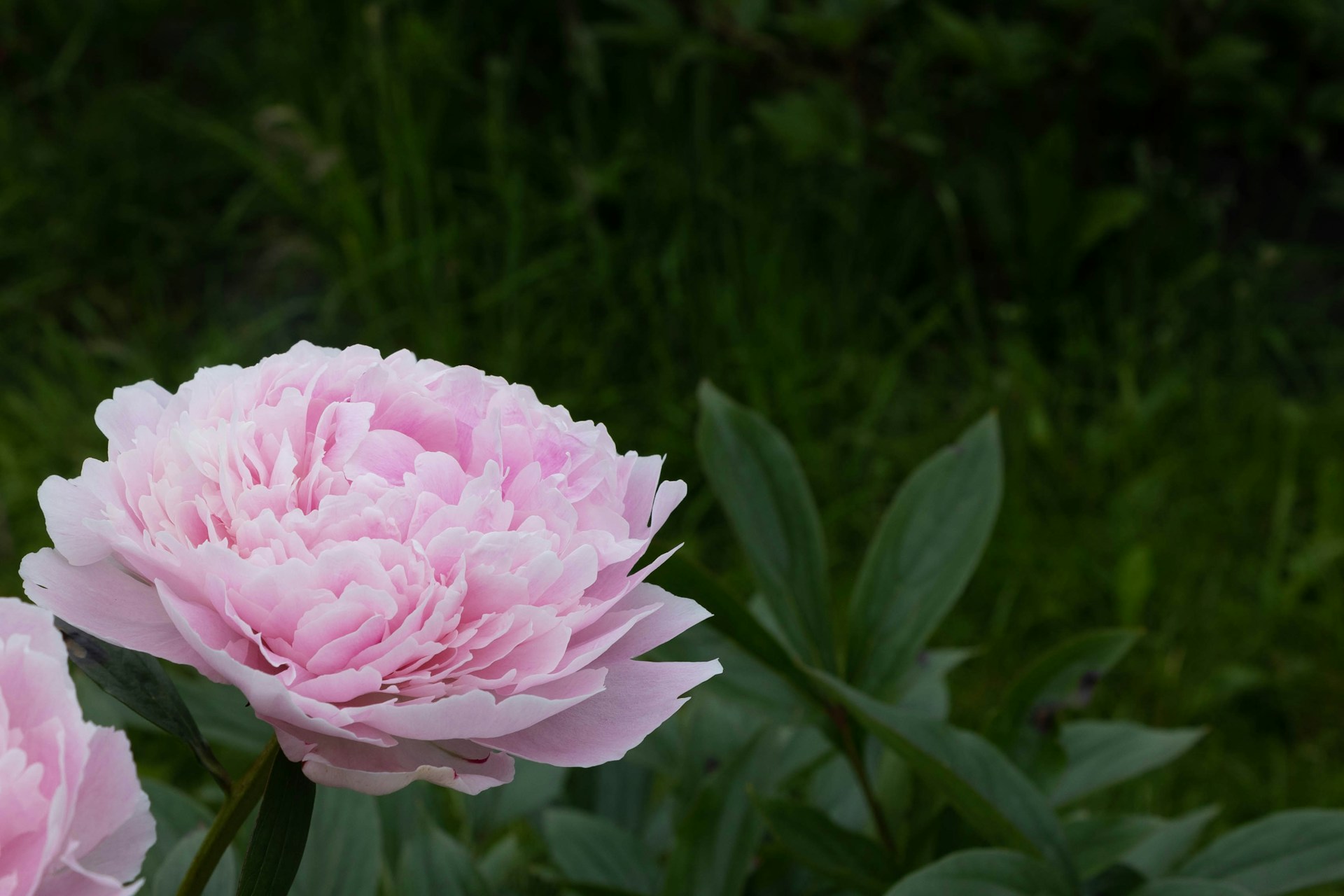 How to Grow Peonies from Seed