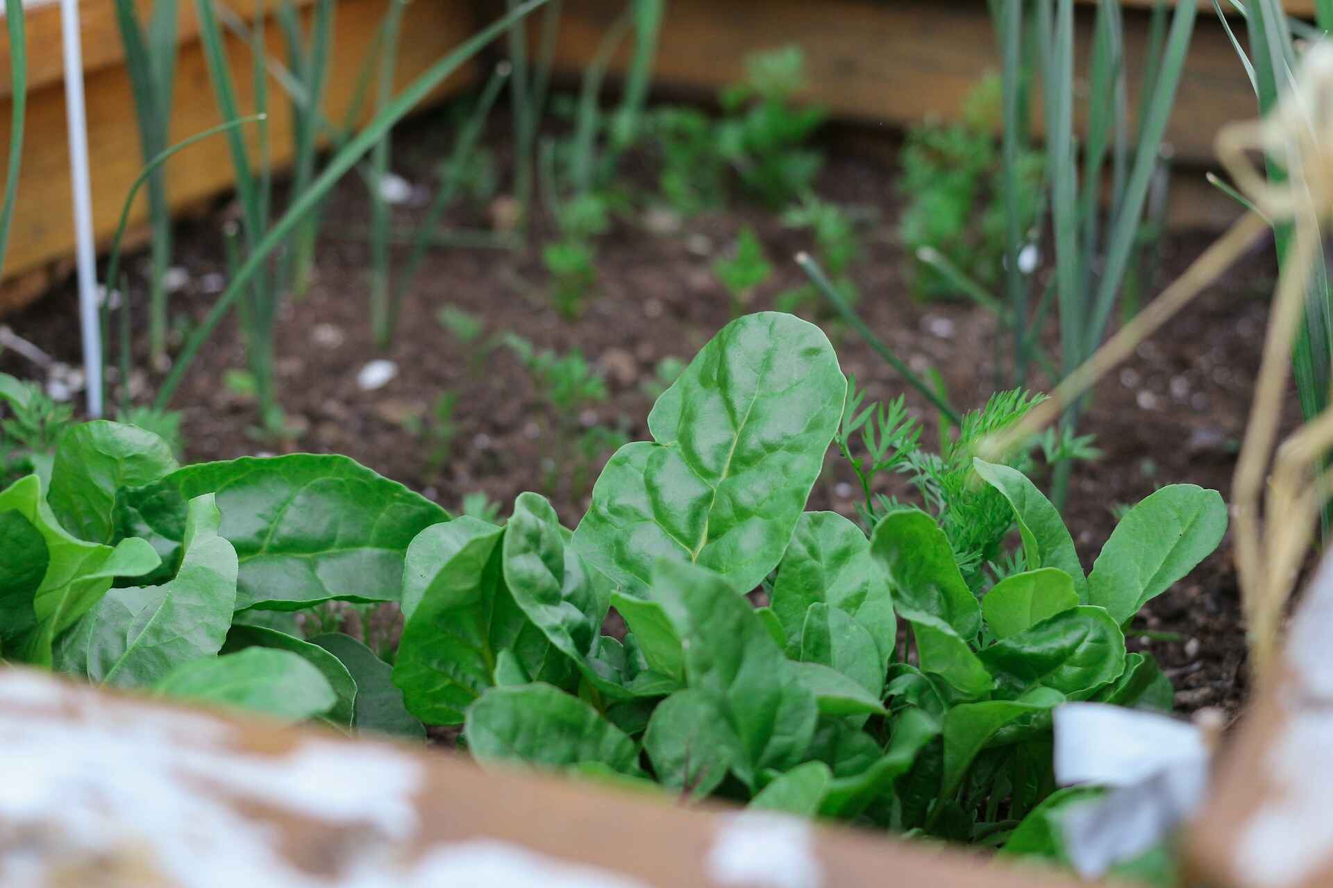 How to Growing Spinach Indoors From Seeds