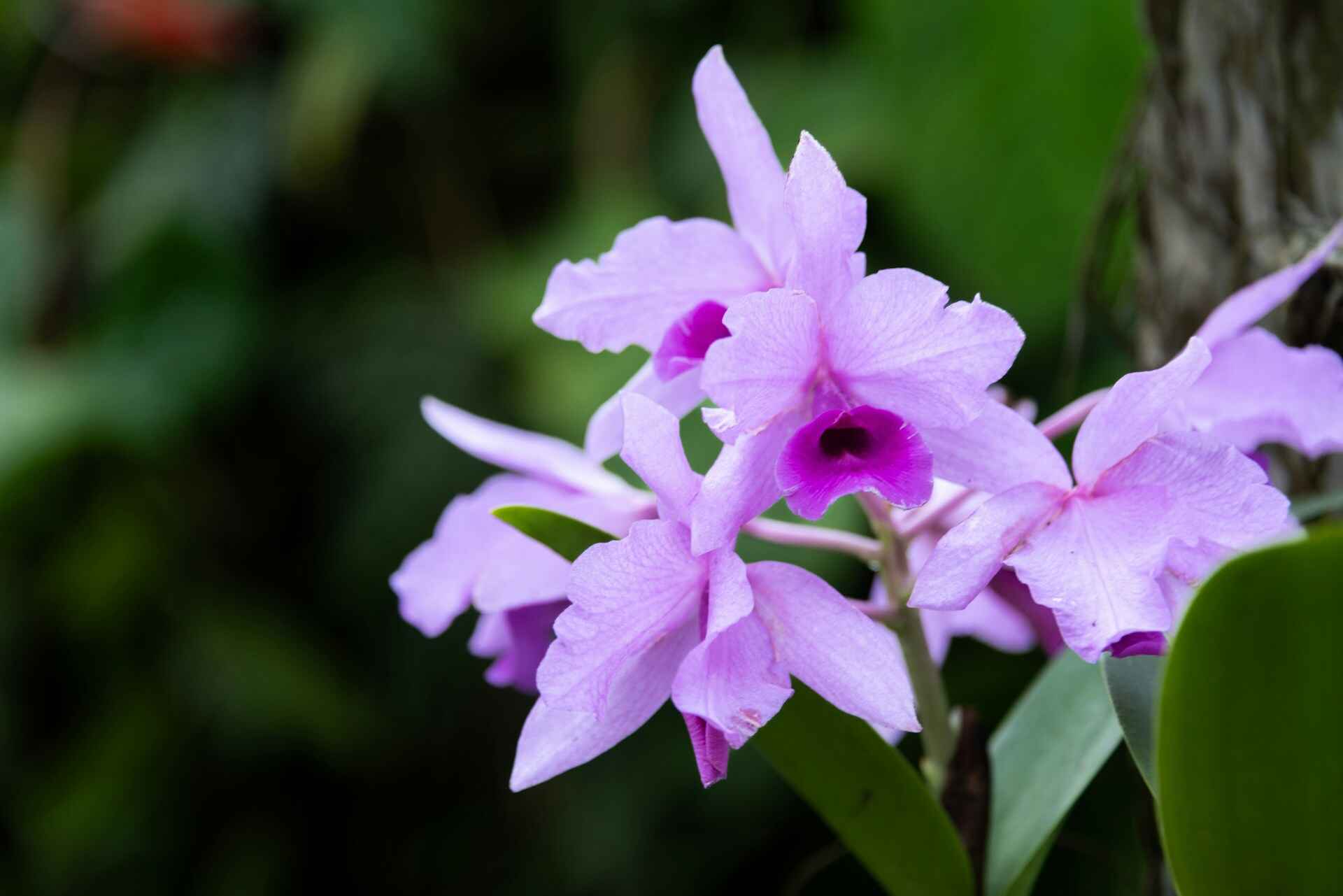 The Allure of Purple Flowers in Florida