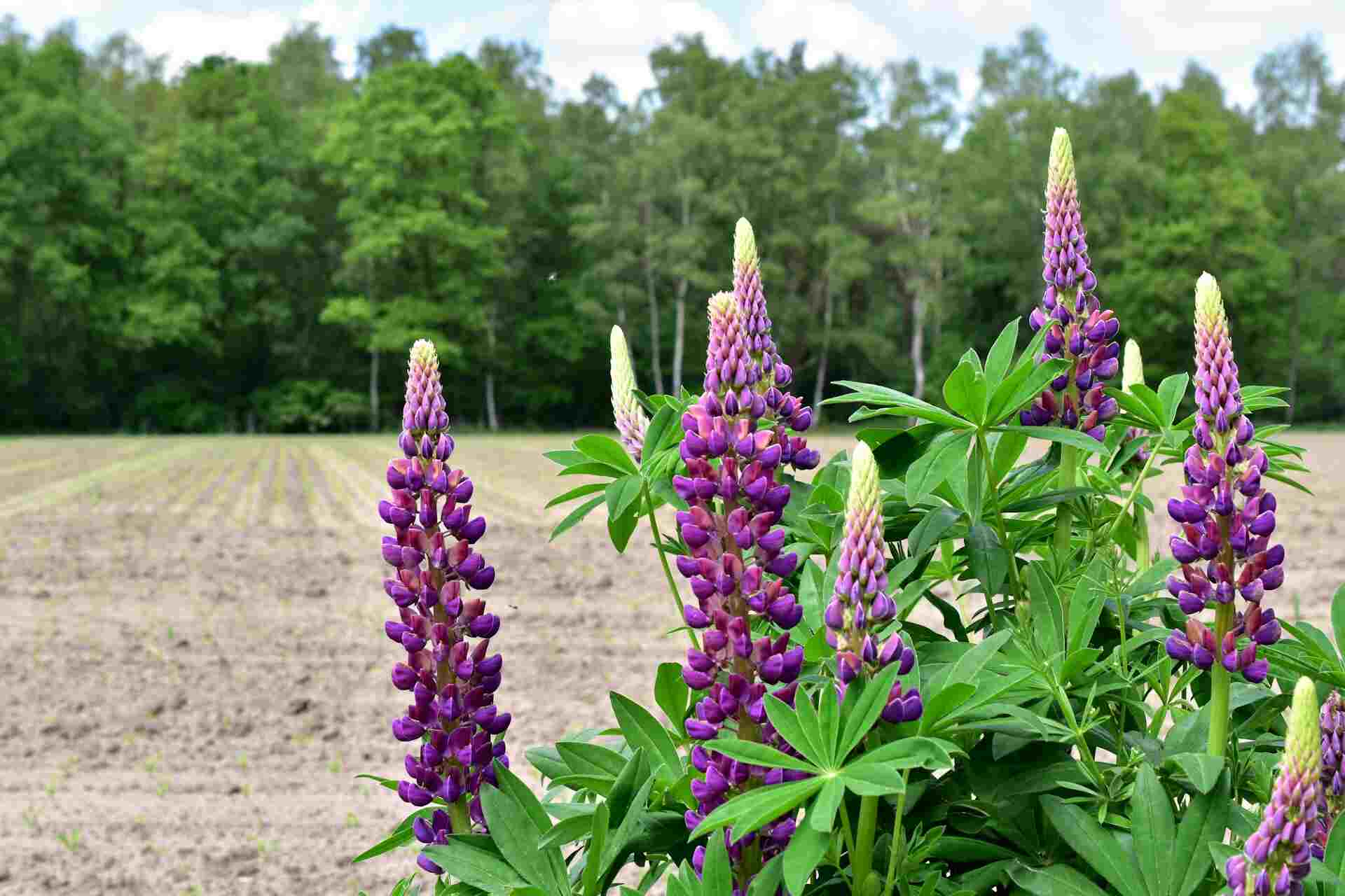 top 15 purple flowered vines to enhance your garden beauty