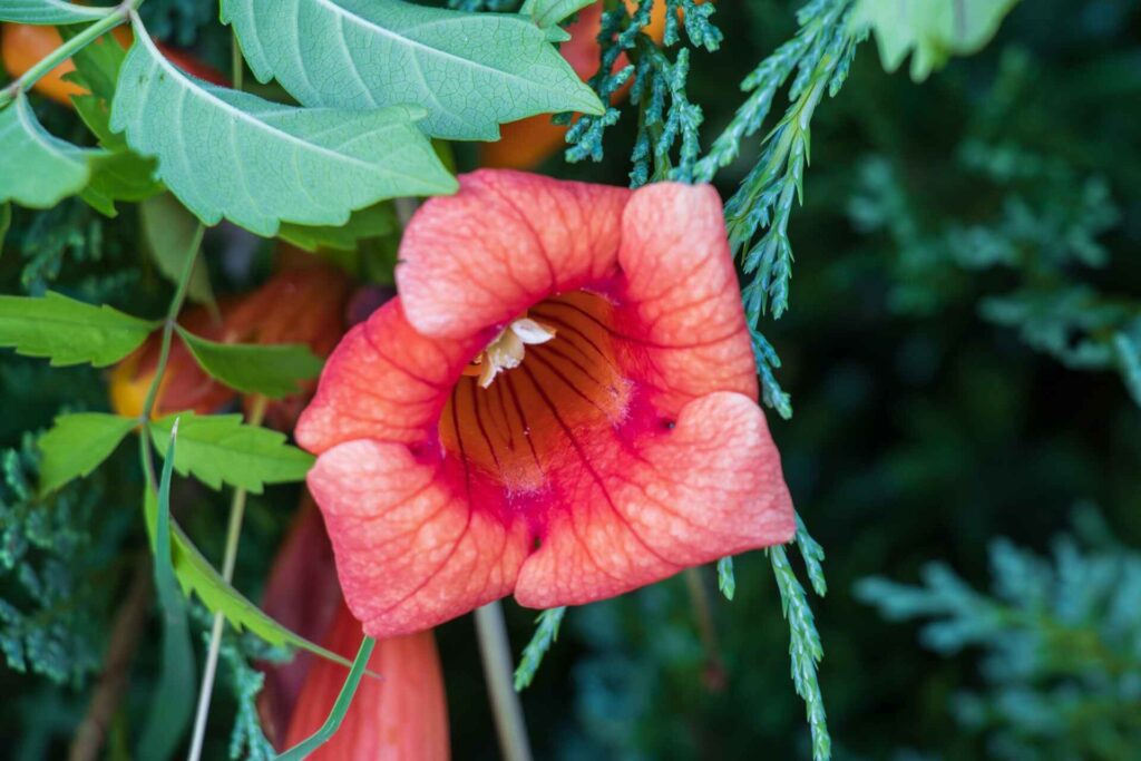 trumpet vine