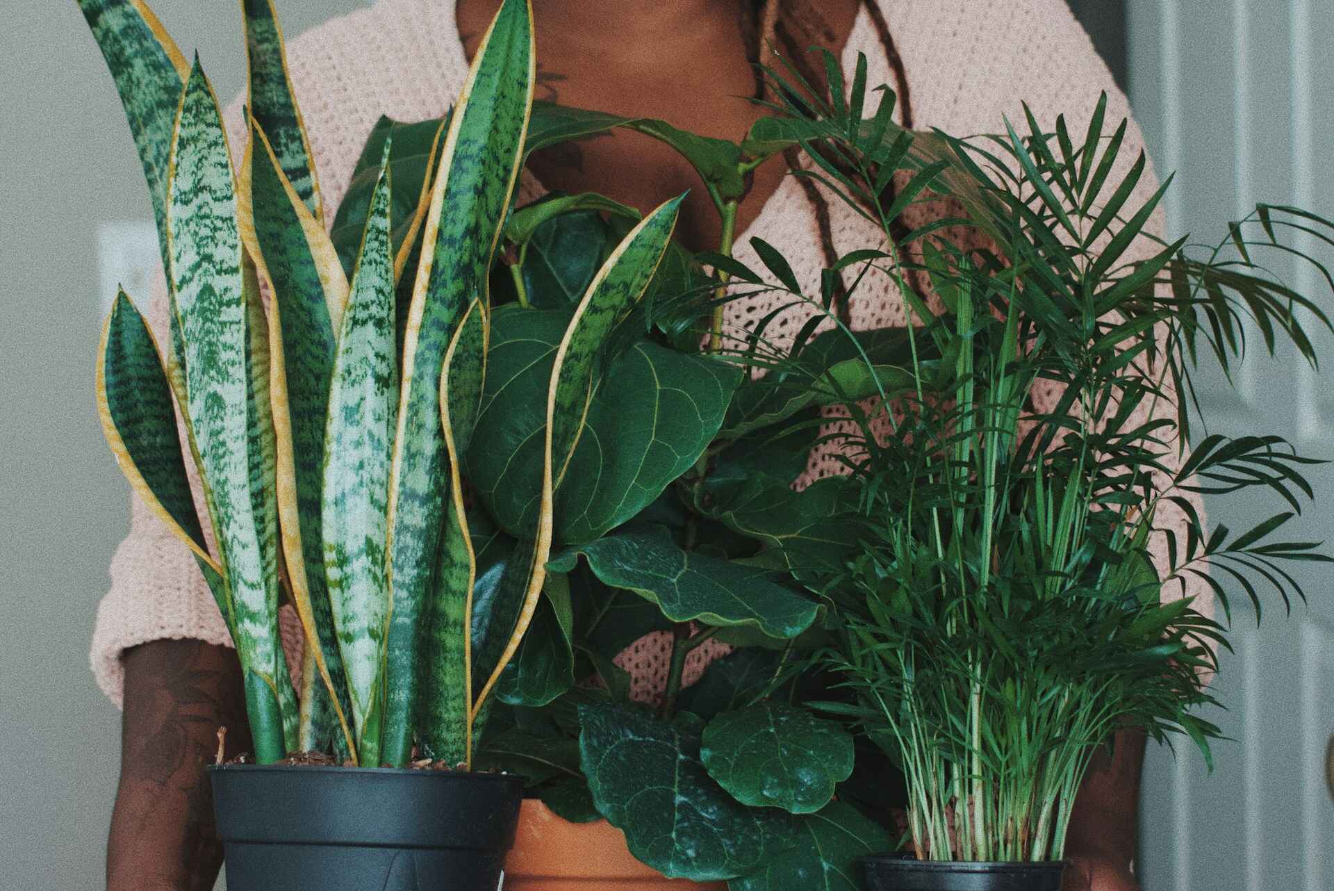 What Are the Benefits of Snake Plants?