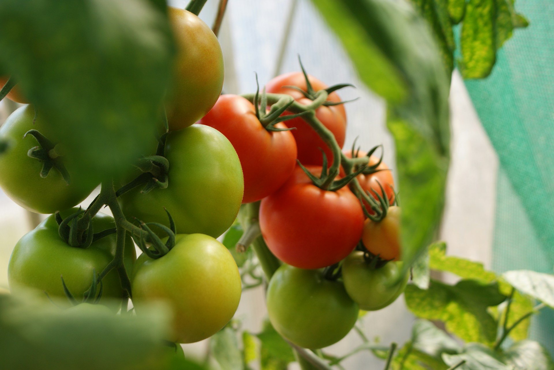 What Are the Key Stages from Bud to Bloom in Tomato Plant Flowers