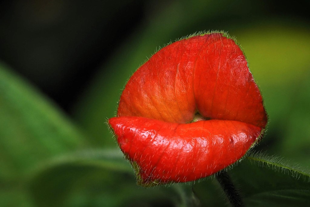 Why the Hot Lips Plant is a Must-Have for Your Garden?