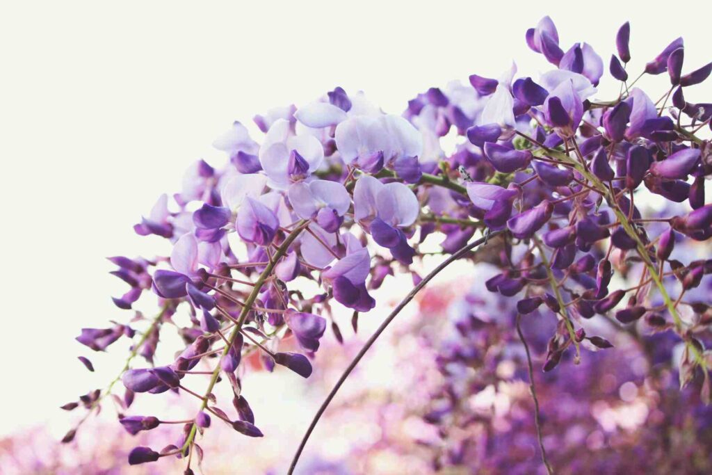 wisteria flower