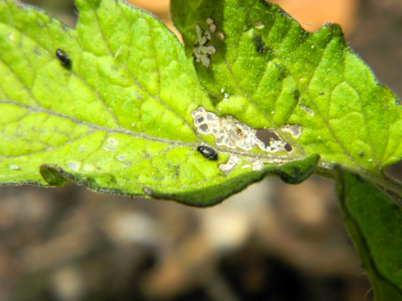 small black winged things on tomato plants