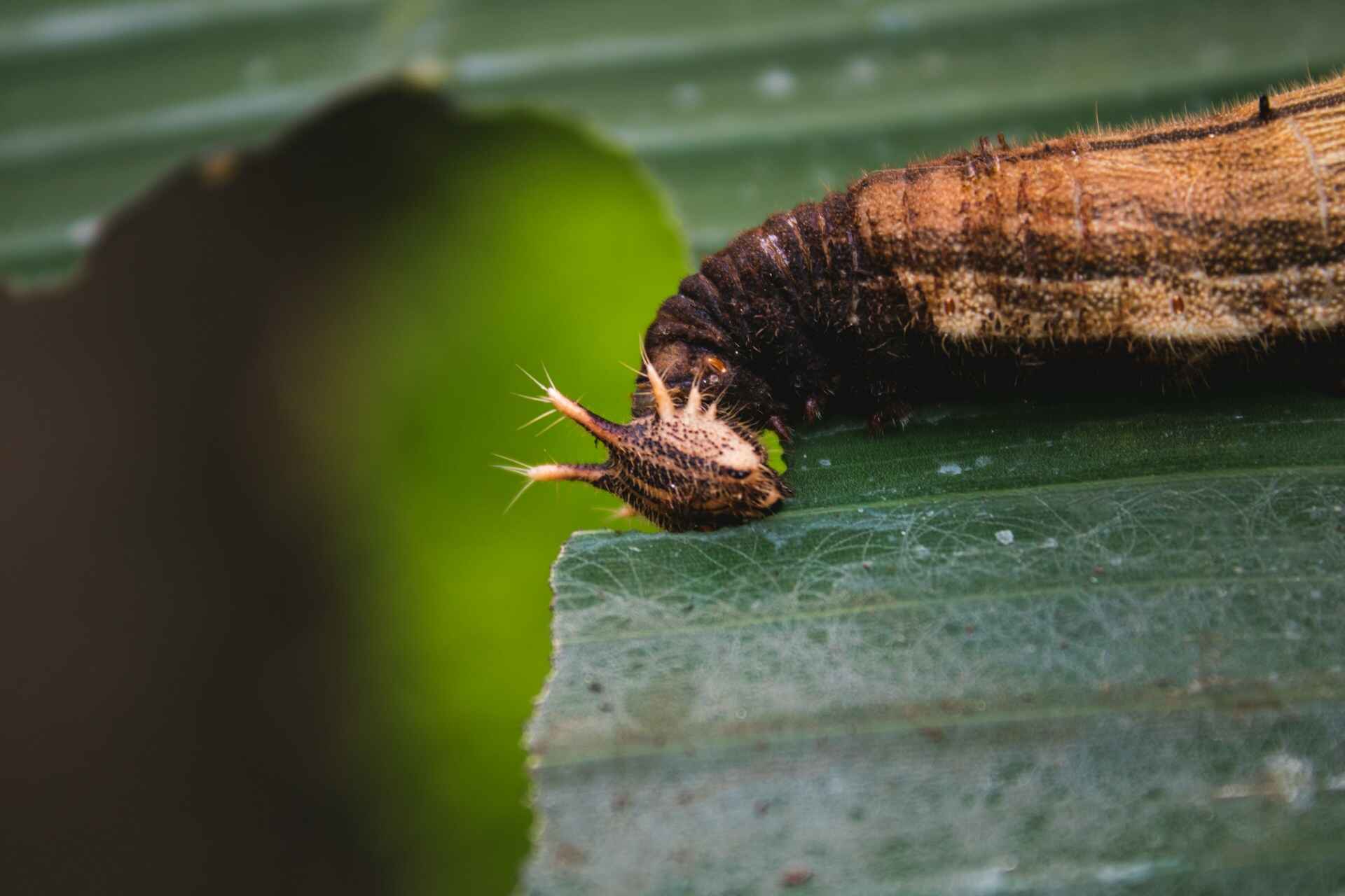 How To Stop Insects Eating Plant Leaves Naturally