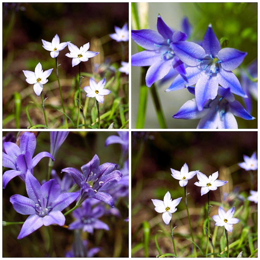 how many plants from one triteleia bulb