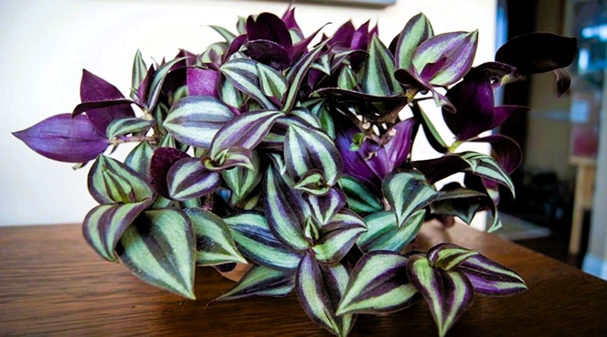 How to Care wandering jew plant