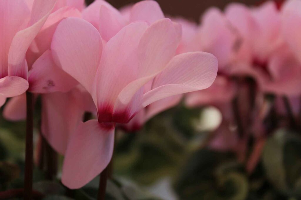 Cyclamen