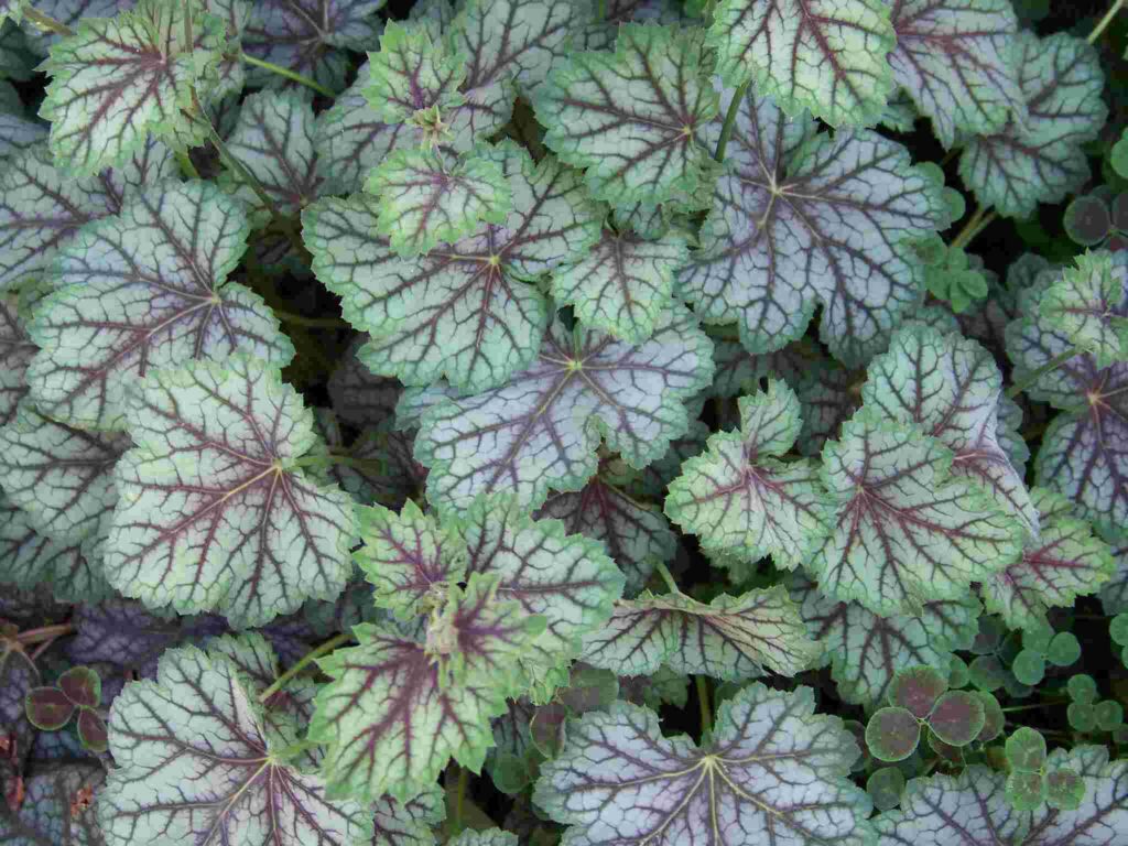 Heuchera (Coral Bells)