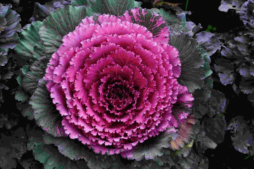 Ornamental Cabbages and Kale