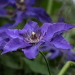 Three-Petal Purple Flower in Florida