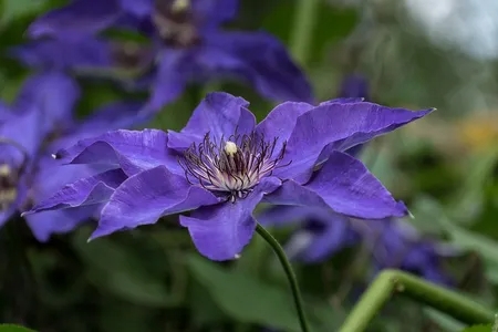 Three-Petal Purple Flower in Florida